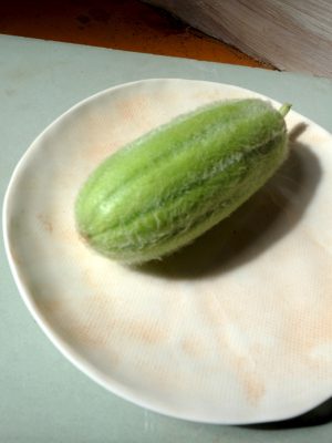 Concombre-melon carosello Barese, un melon que l'on consomme immature.