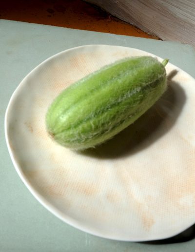 Concombre-melon carosello Barese, un melon que l'on consomme immature.