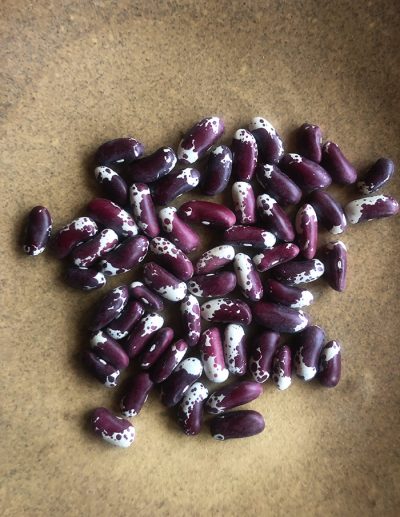 Photo des haricots secs Jacobs Cattle, avec leur habit couleur aubergine tacheté de blanc.