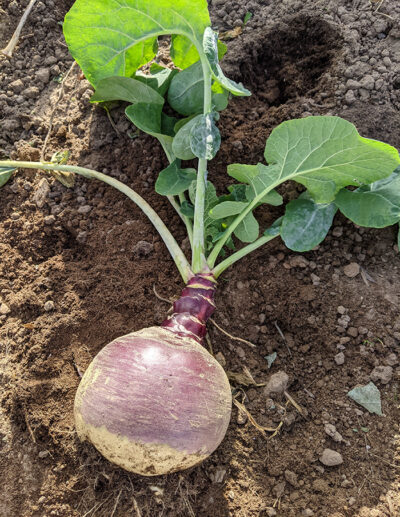 rutabaga Joan – Image 2