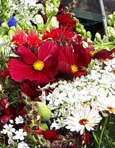Bouquet de fleurs mettant en vedette les cosmos Rubenza, avec ses pétales rouge rubis.