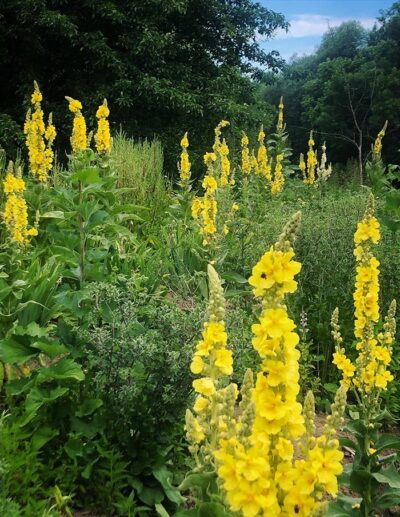 Photo of the garden, with several Electric yellow mulleins in flower, full of pollinators.