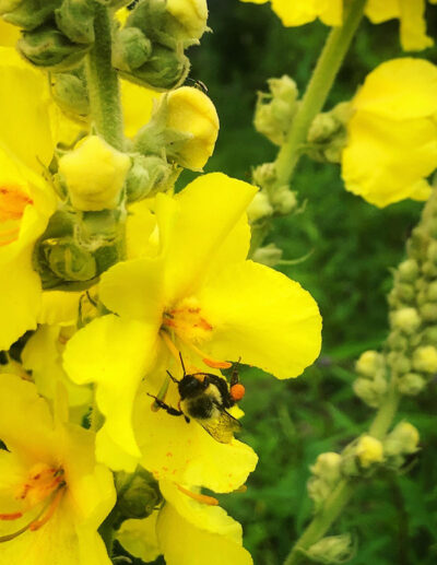 Busy pollinator in an Electric yellow mullein flower at La société des plantes.