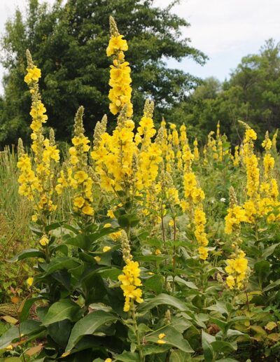 Electric Yellow mullein in flower