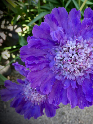 Zoom view of the scabiosa flower, with its large mauve-blue petals and a heart of small lilac flowers with long pistils.