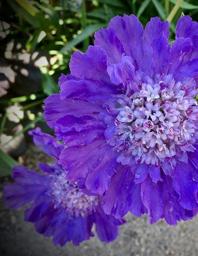 Vue en zoom de la fleur de scabiosa, avec ses gros pétales bleu-mauve et son coeur de petites fleurs lilas aux longs pistils.