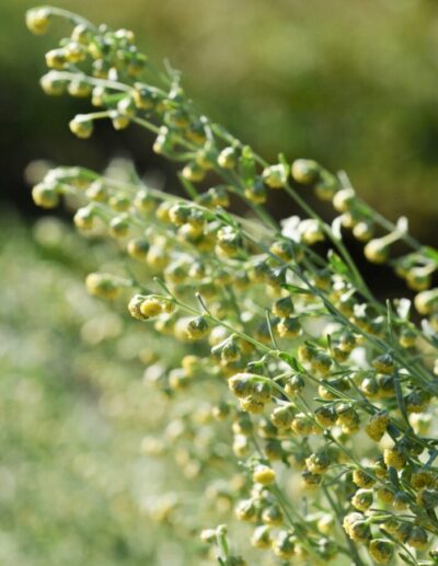 Fleurs d'absinthe (Artemisia absinthium)