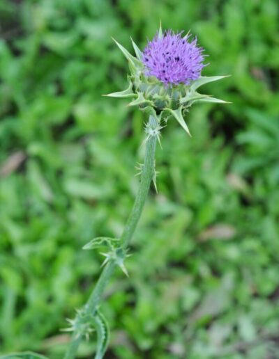 Fleur de chardon-Marie (Silybum marianum)