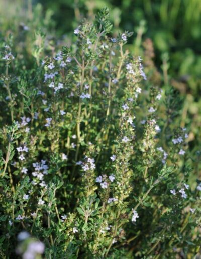 Thyme plant (Thymus vulgaris) in flower.