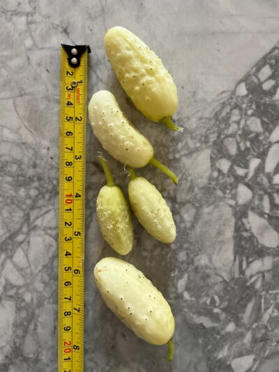kit Balcon potager - Image 2