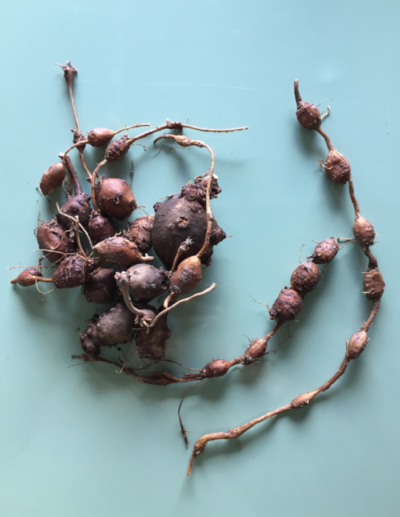 Tubercules d'apios americana (Patate en chapelet)