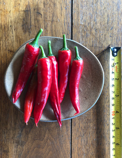 piment Korean