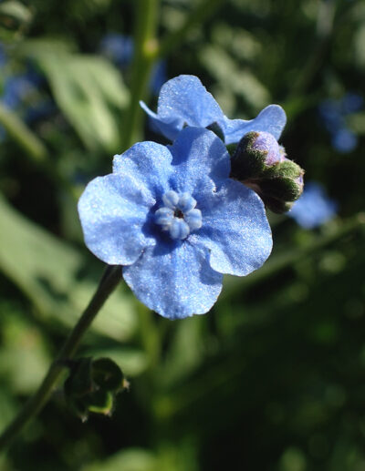 myosotis chinois Firmament bio - Image 3