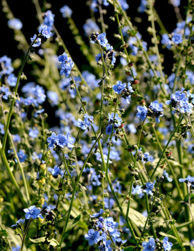 myosotis chinois Firmament bio - Image 5