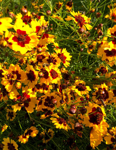 organic dyer's coreopsis