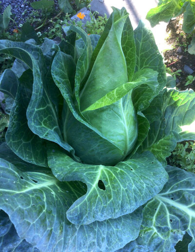 chou Filderkraut bio