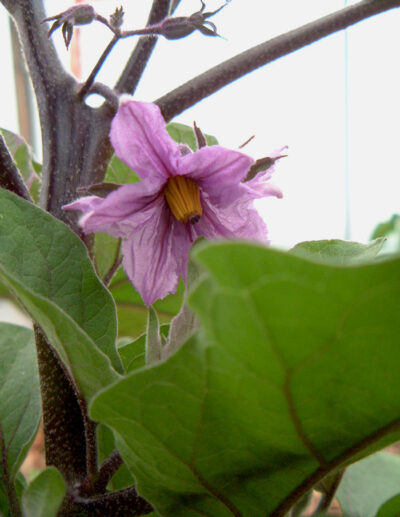 aubergine Ping Tung Long bio – Image 3