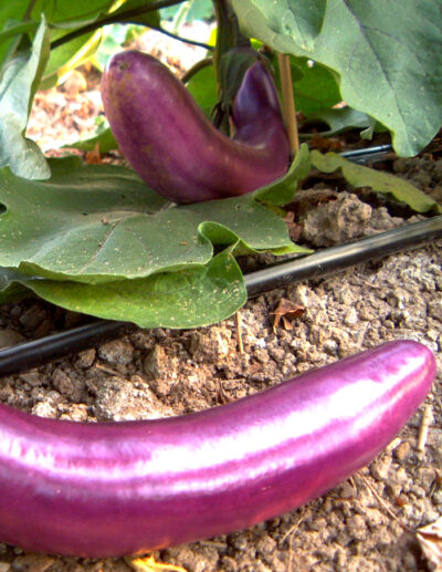 aubergine Ping Tung Long bio – Image 2