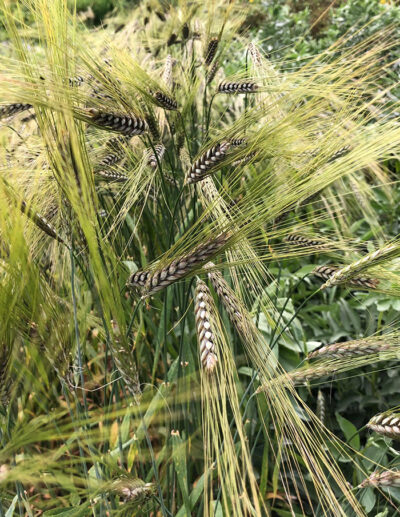 Utrecht Blue organic wheat
