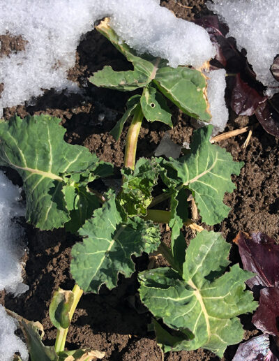 Branchu cabbage from L'Embarras bio
