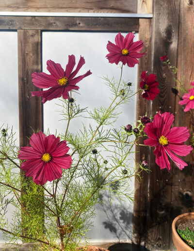 cosmos Rubenza – Image 2