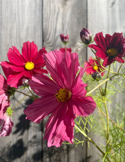 cosmos Rubenza – Image 4