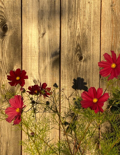 cosmos Rubenza – Image 3