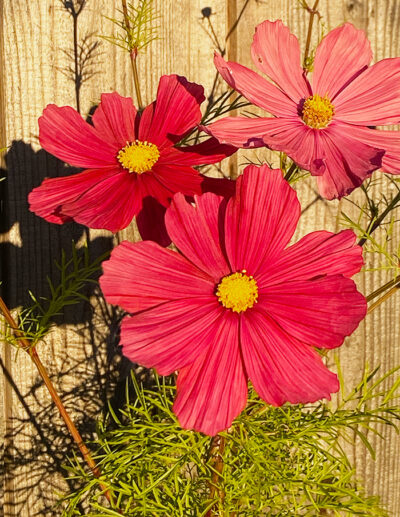 cosmos Rubenza