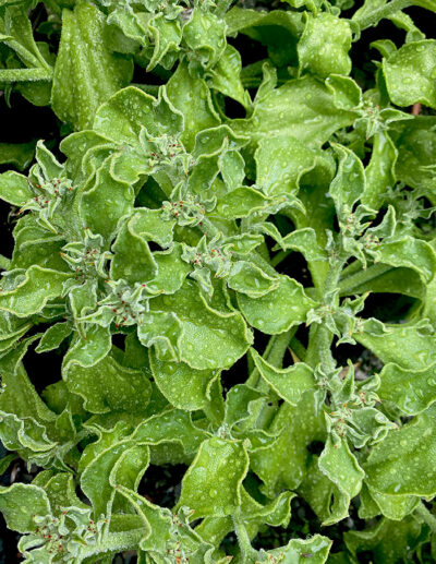 ice plant - organic
