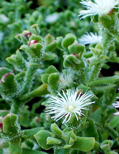 ficoïde glaciale bio - Image 3