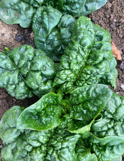 Merlo Nero spinach - organic