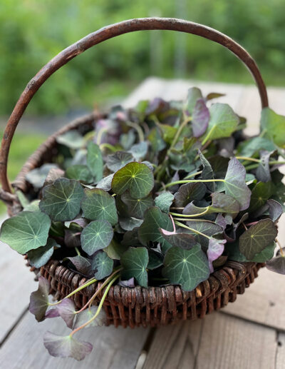 TERMINÉ pour 2025_4-atelier gourmand DU JARDIN À LA TABLE JUILLET – Image 5
