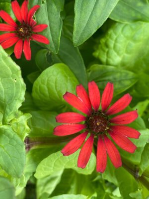 zinnia du Pérou bio