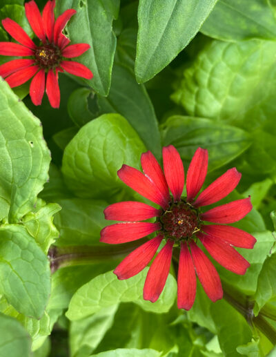 zinnia du Pérou – Image 4