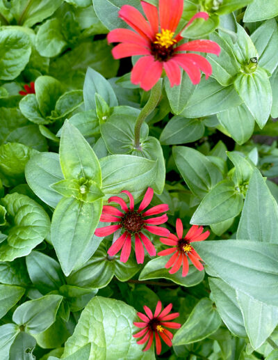 zinnia du Pérou