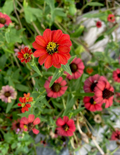 zinnia du Pérou – Image 3