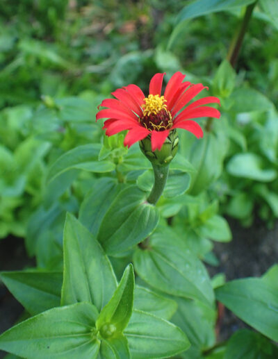 zinnia du Pérou – Image 2