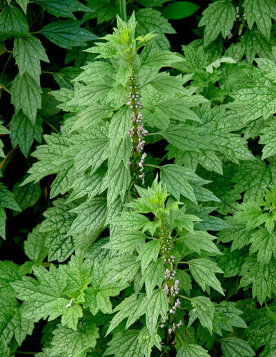 agripaume cardiaque bio