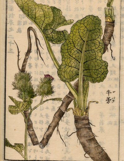 Watanabe Early organic Japanese burdock