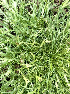 chicorée frisée Capillina bio