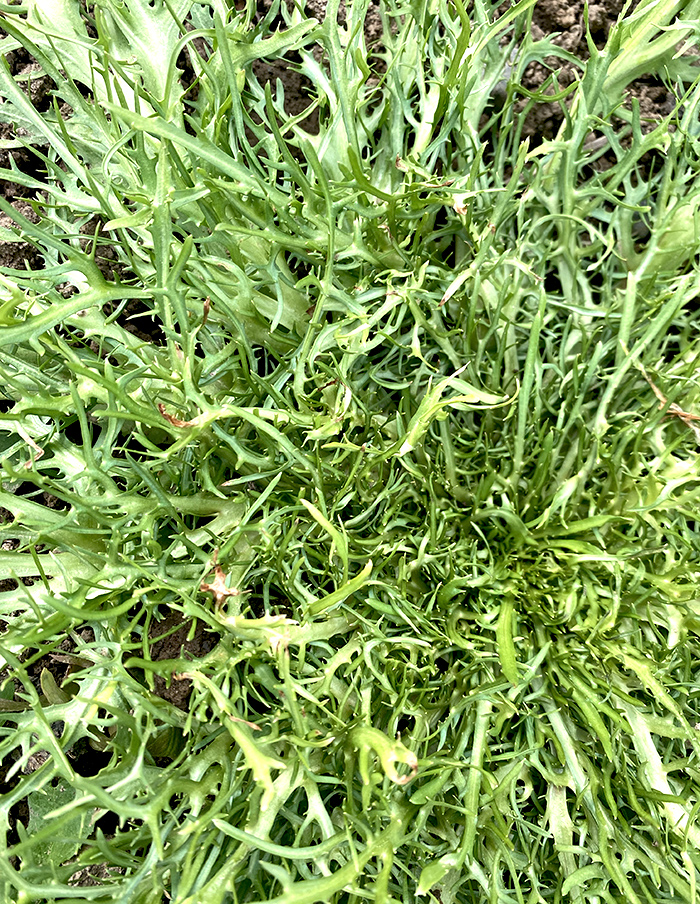 chicorée frisée Capillina bio
