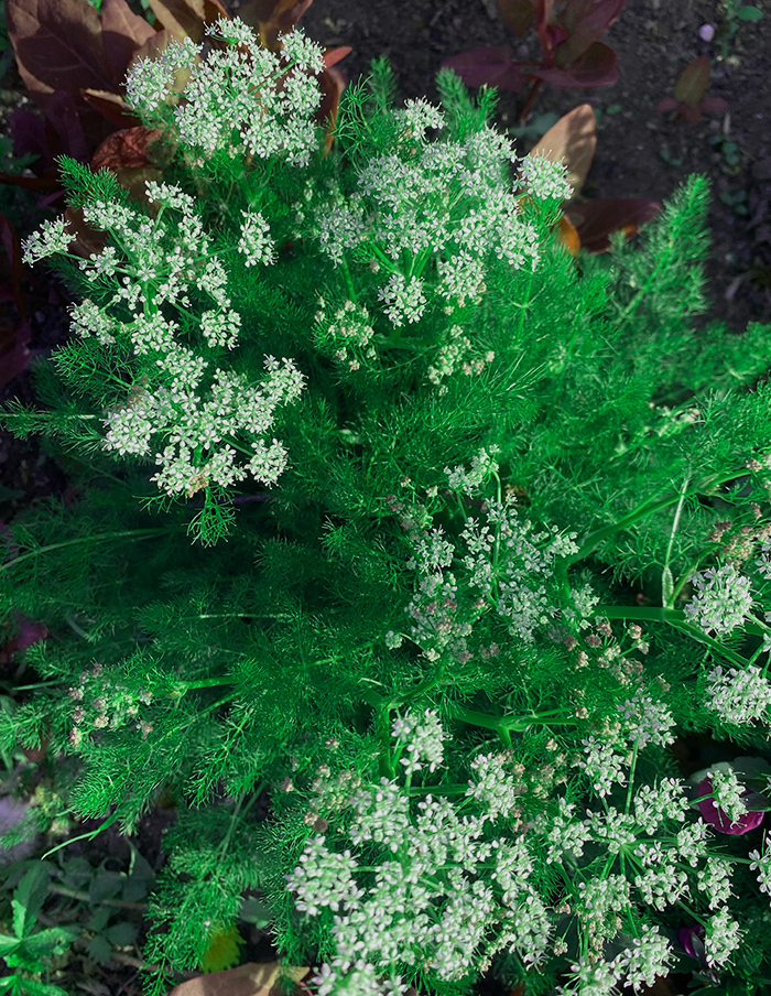 fenouil des Alpes bio – Image 4