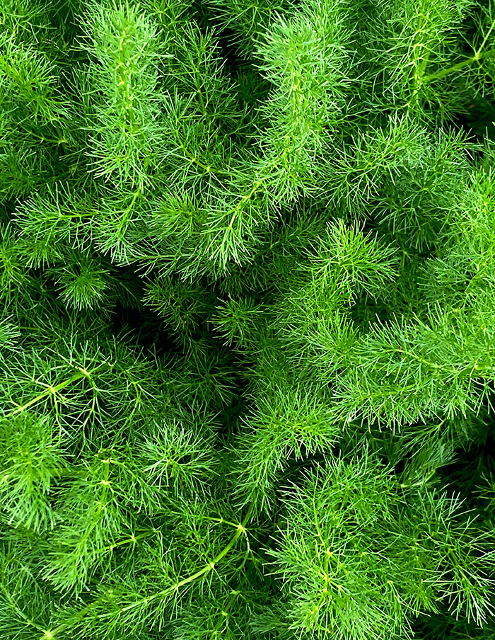 fenouil des Alpes bio – Image 3