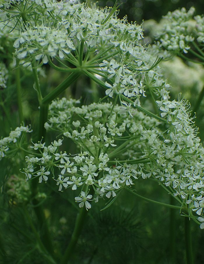 fenouil des Alpes bio – Image 2