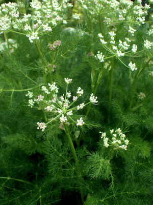 fenouil des Alpes bio