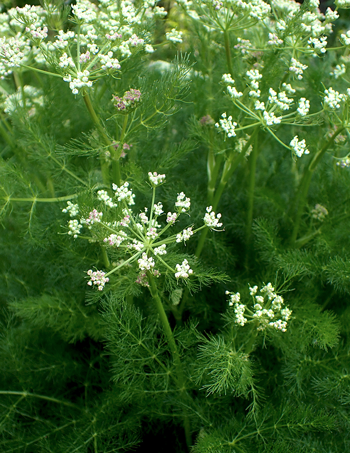 fenouil des Alpes bio