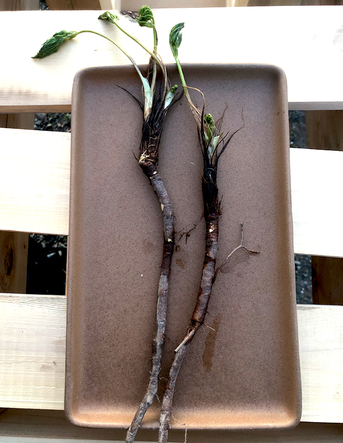 fenouil des Alpes bio – Image 5