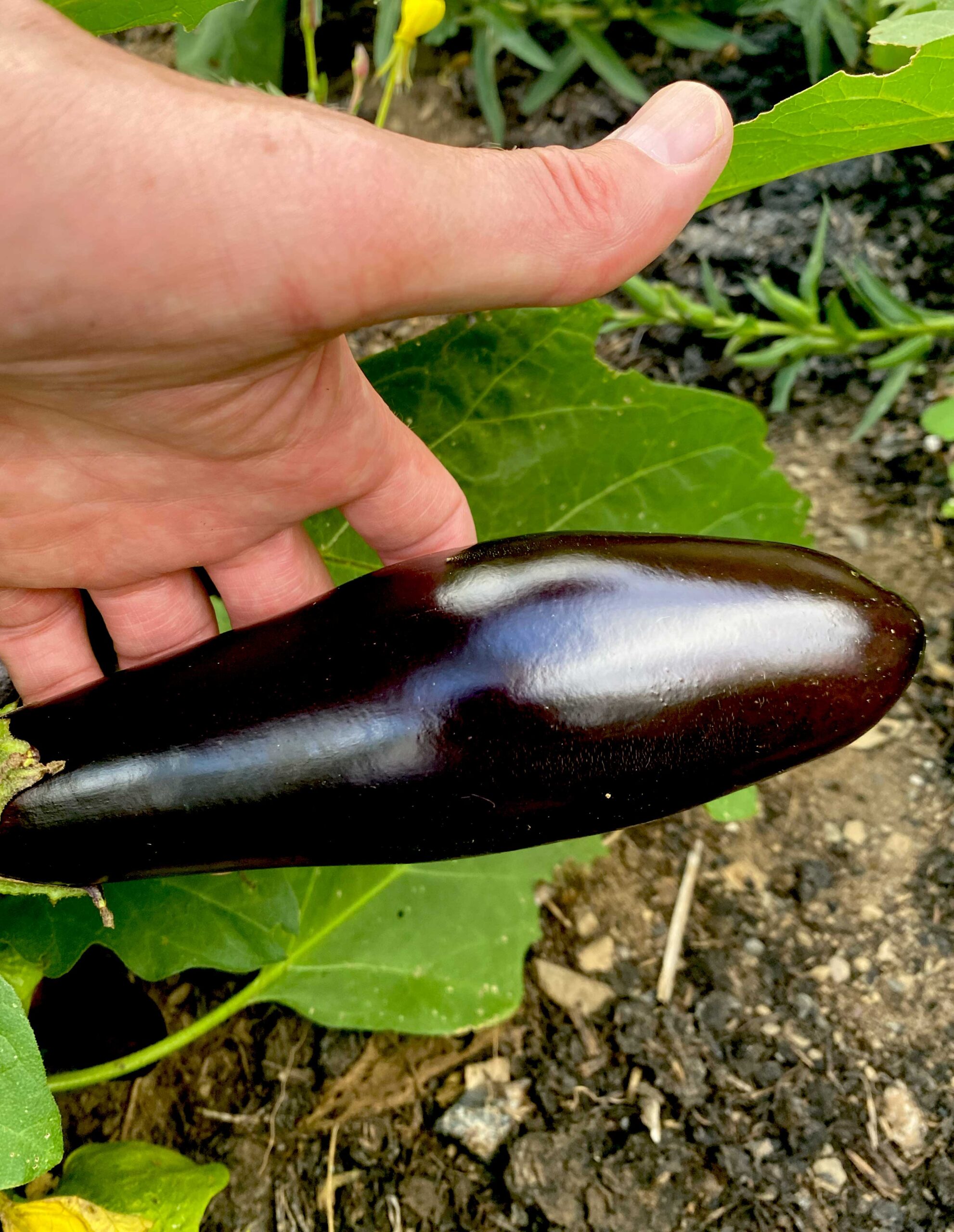 aubergine Astrakom bio – Image 4