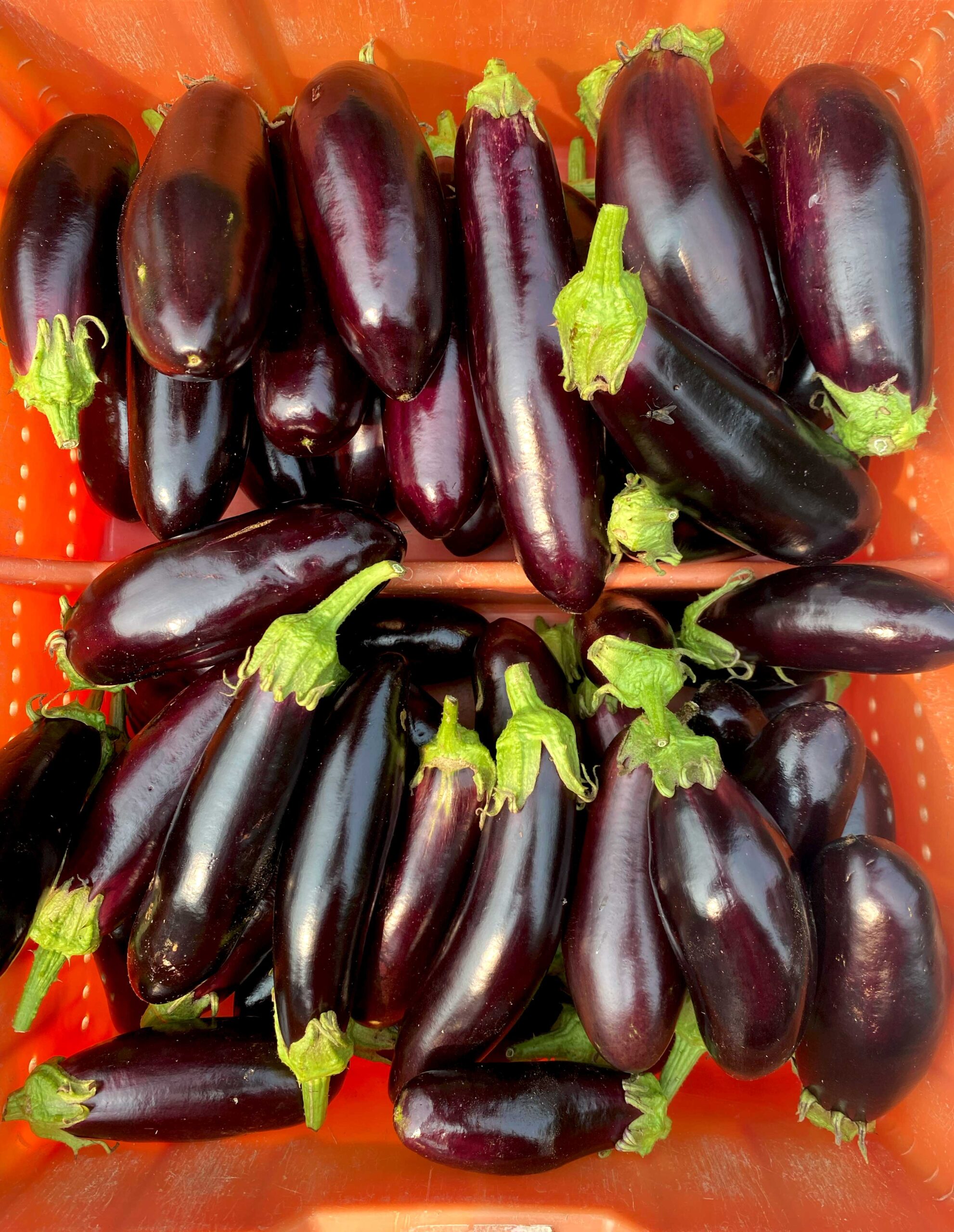aubergine Astrakom bio – Image 2