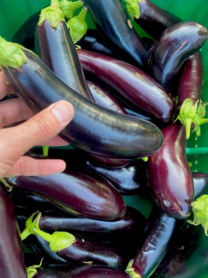 aubergine Astrakom bio